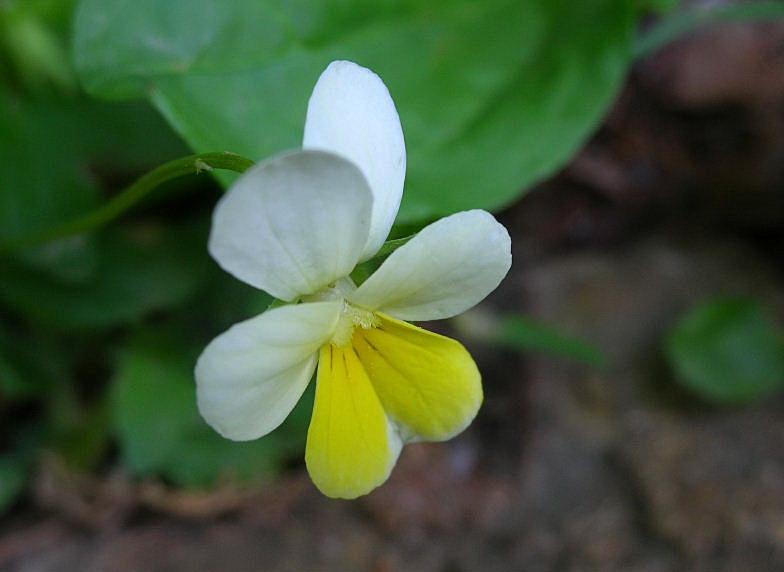 Viola tricolor / Viola del pensiero